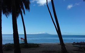Palm View